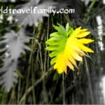 Packing Anxiety tropical plant