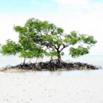 Camping in Cooktown by Four Wheel Drive 100_0152 (400×299)