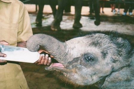 Baby Elephant Sri Lanka Baby Elephant Sri Lanka
