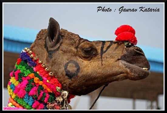 India camel India camel
