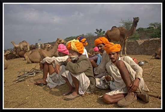 camels (550x374) Pushkar camel fair