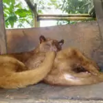 Kopi Luwak. Civet Poop Coffee sleeping civet cats in Bali, used in making kopi luwak, a type of very expensive poop coffee