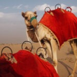 Small Group Adventure Holidays. What Are They Like? grooup of camels waiting for a small group adventure travel party to arrive