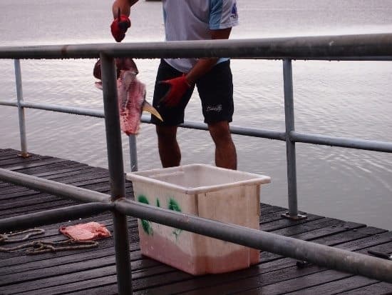 Feeding George the Groper