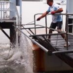 George the Groper On The Inlet Port Douglas Travel Blog