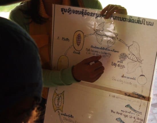  Ock Pop Tok Luang Prabang Silk Worm Life Cycle