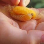 Ock Pop Tok and Getting my Luang Prabang Mojo Back sil worm in child's hand at ok pop tok laos