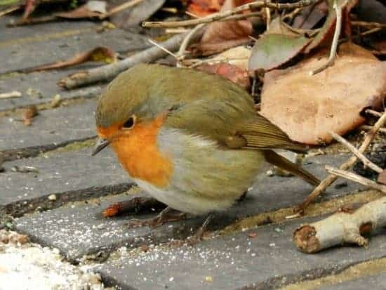 UK Winter robin