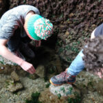 children rockpooling free things to do in the UK with kids british beaches