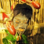 ripleys belive it or not new york shrunken head exhibits