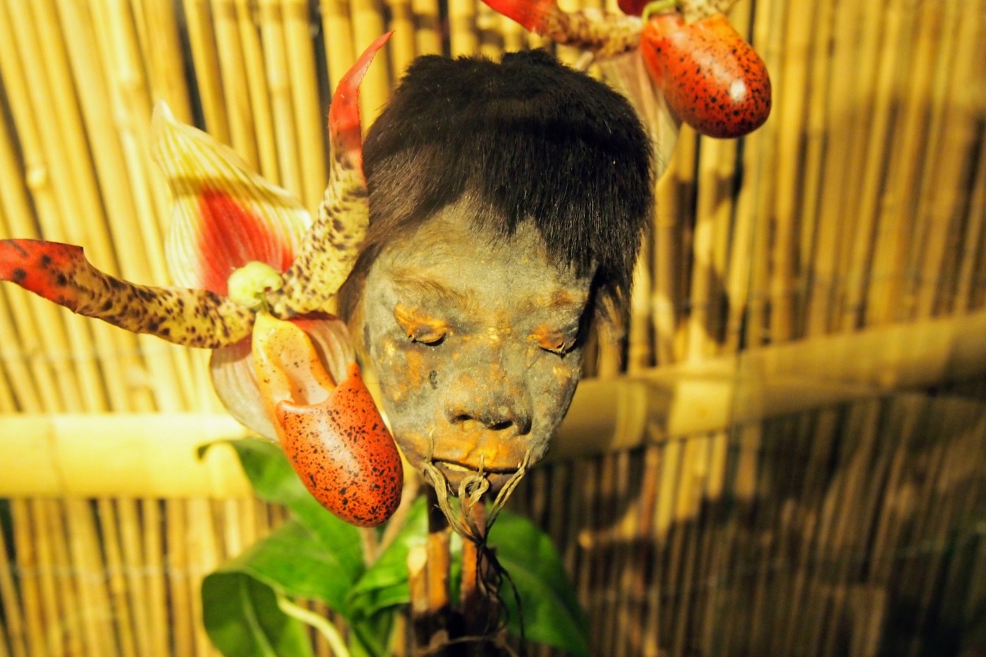 ripleys belive it or not new york shrunken head exhibits