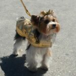 The Town of Celebration Florida Posh Pooches Kissimee