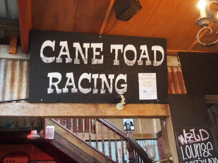 Things to do in Port Douglas See Cane Toad Racing