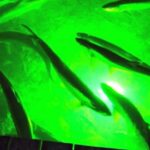 Dinner on Key Largo Dinner on key largo Florida with tarpon