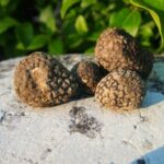 Truffle Hunting in Italy OLYMPUS DIGITAL CAMERA