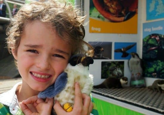 Peregrine falcons in London World Travel Family blog