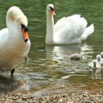 Swans on the river Thames Twickenham London