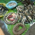 What do they eat in Cambodia? snake cambodian food market battambang