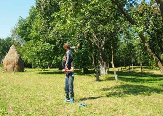 Romanian village life, picking fruit from the orchards in late summer.