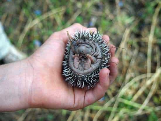 A baby hegdehog. Romanian village life in Rural Romania.