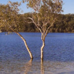 Things to Do on K'gari getting to fraser island australia