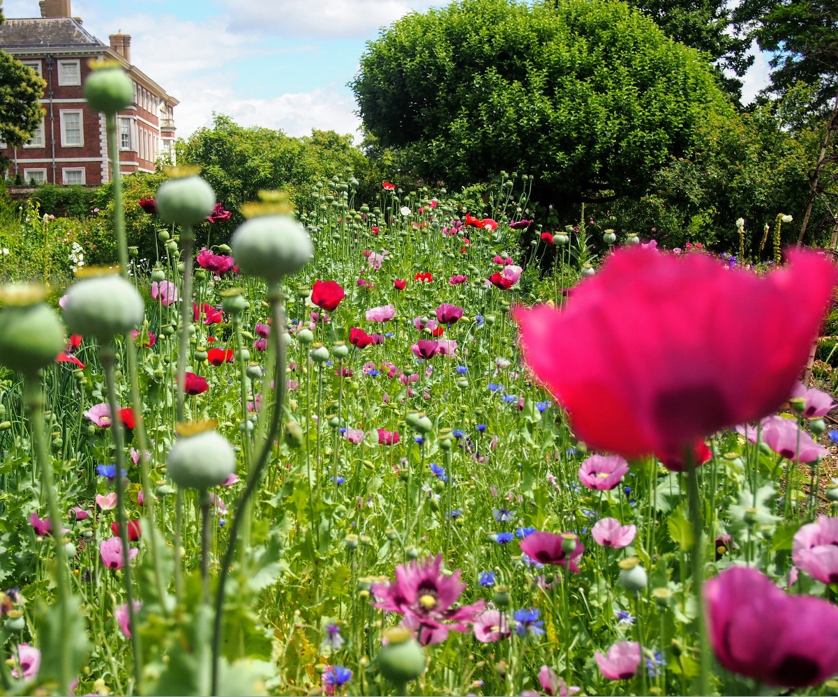 Things to do near Richmond Ham House Gardens
