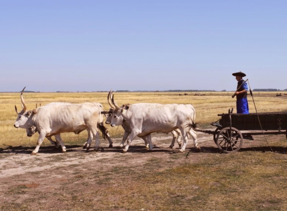 Hungary Travel Blog Hortobagy