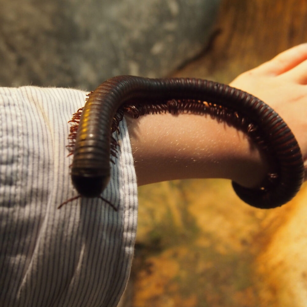 Things to do in Penang Butterfly and bug park