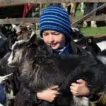 The Horse & Animal Market at Sighetu Marmatiei, Romania Goats child Maramures Sighetu Marmatiei Romania