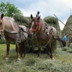 The Haystacks of Maramures. Hay Making in Breb Horses pulling hay carts in Romania