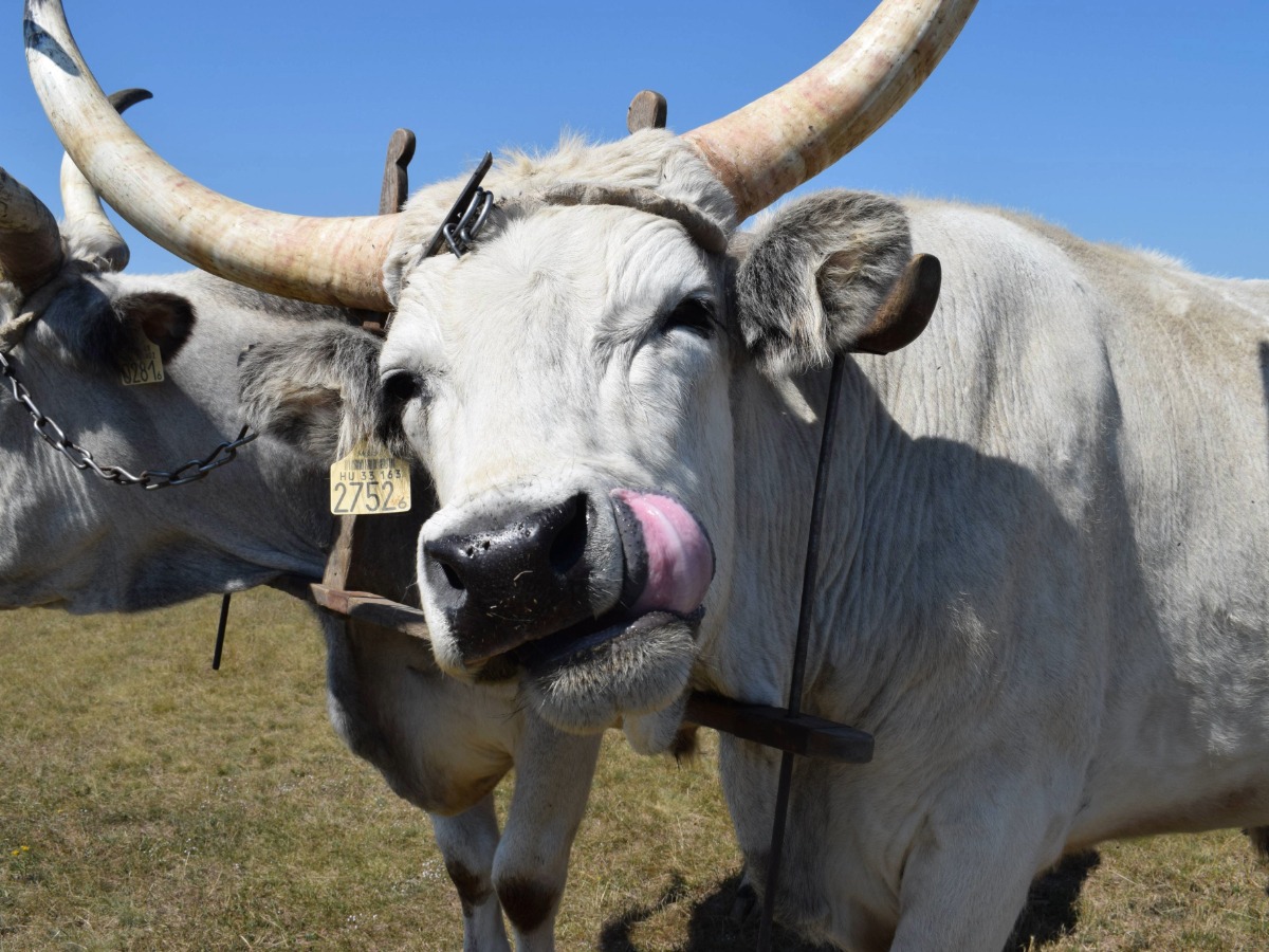 Hortobagy National Park Hungary