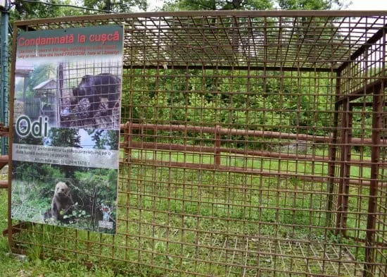 Brasov Bear Sanctuary Bear Cage Romania