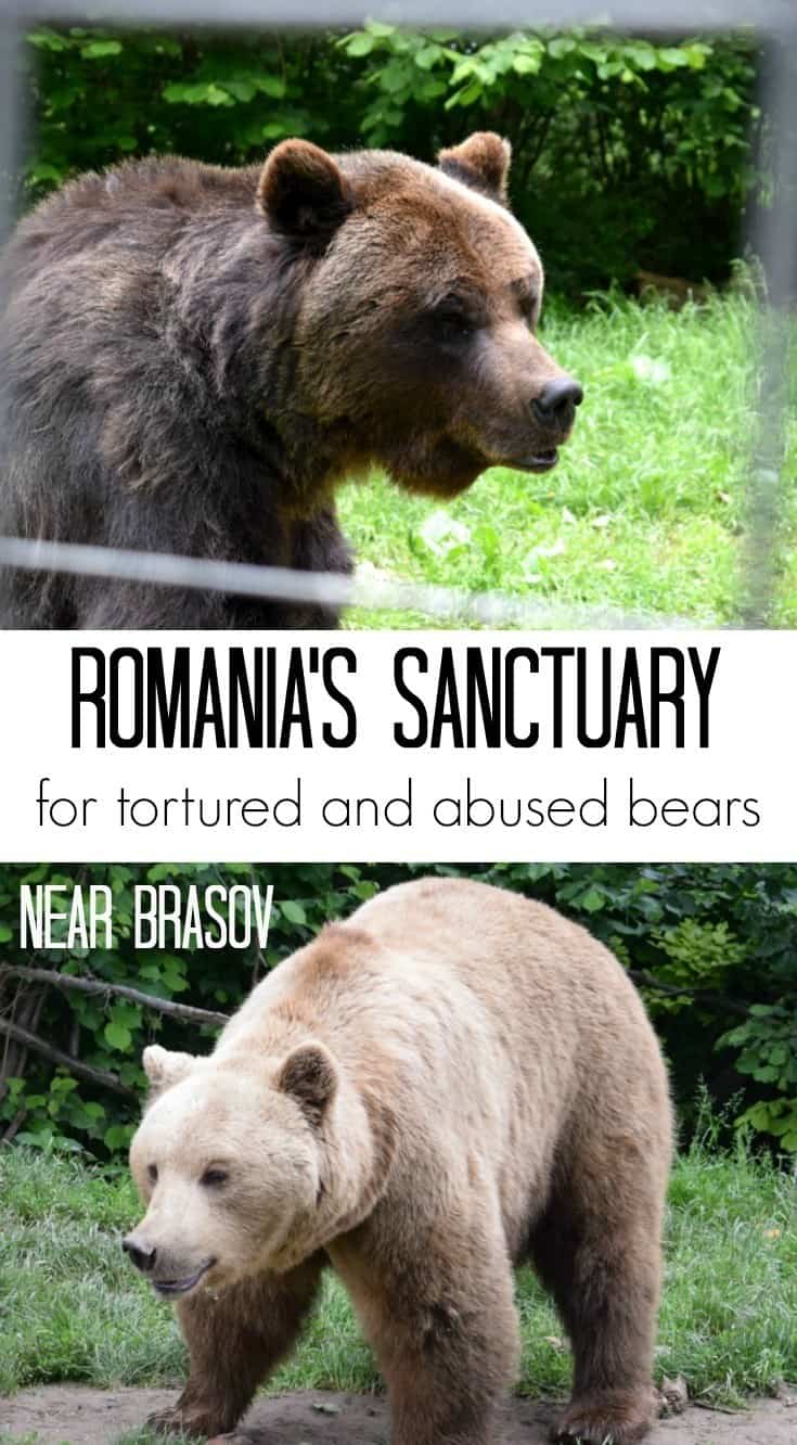 Romania Sanctuary for bears near brasov