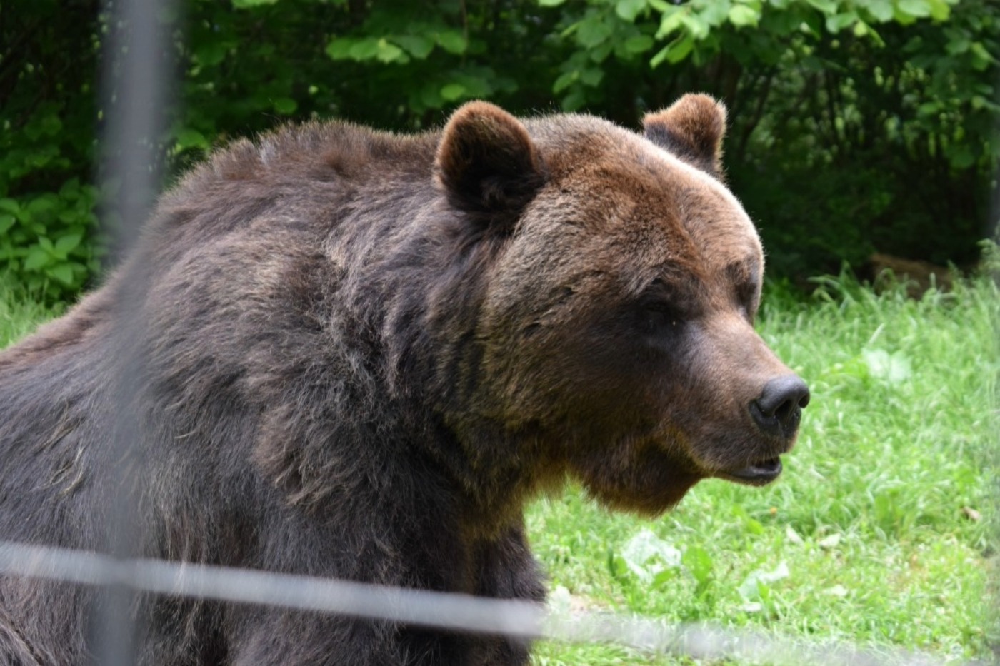 bear brasoc bear sanctuary romania