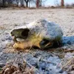 January in Breb. Life in the Freezer Heavy Frost Romania Winter Skull