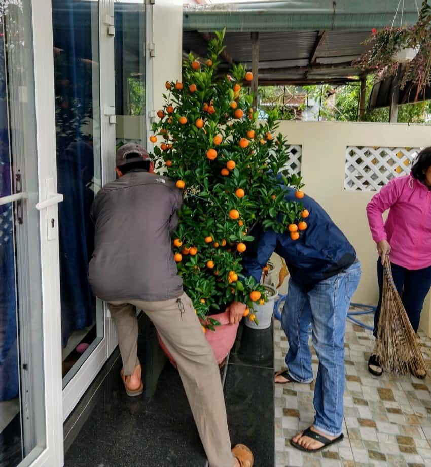Kumquat little orange tree outside house