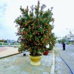 Kumquat Festival Hoi An & Tet Kumquat tree judging at Hoi An Kumuat festival