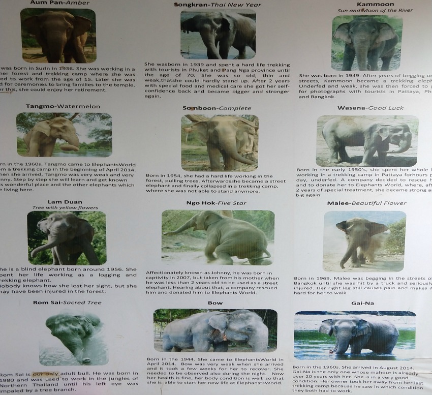 rescue elephants at elephants world kanchanaburi