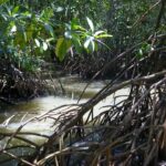 Port Douglas to Daintree 2024 Daintree Rainforest Boardwalks and walks. Mangrove swamps