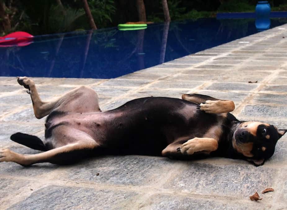 Rescued street dog in sri lanka