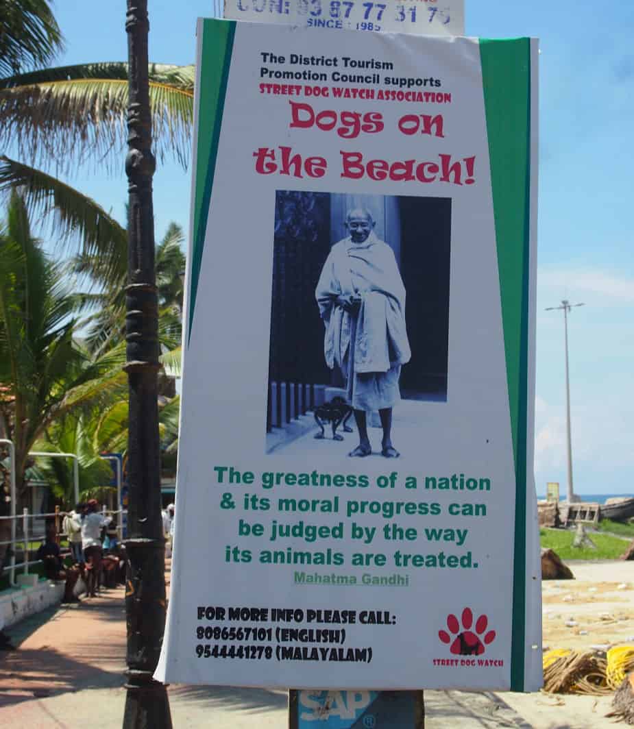 street dogs and rabies in India