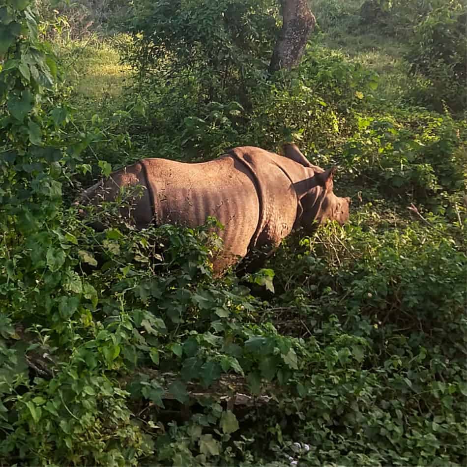 Rhino in Sauraha Chitwan National Park Nepal