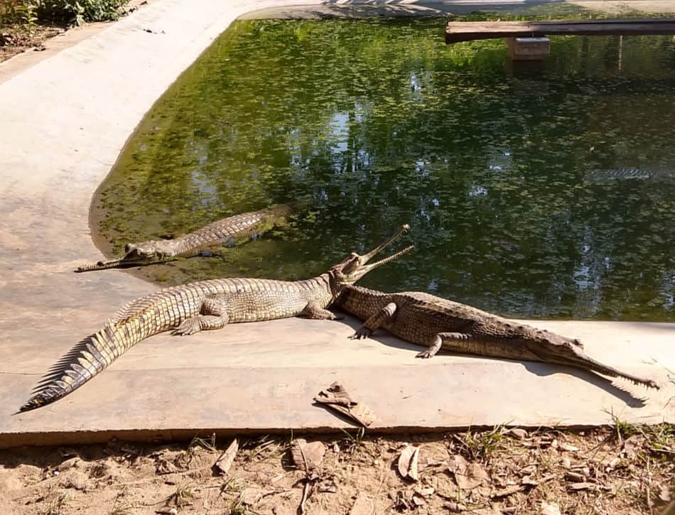 gharial breeding centre chitwan nepal