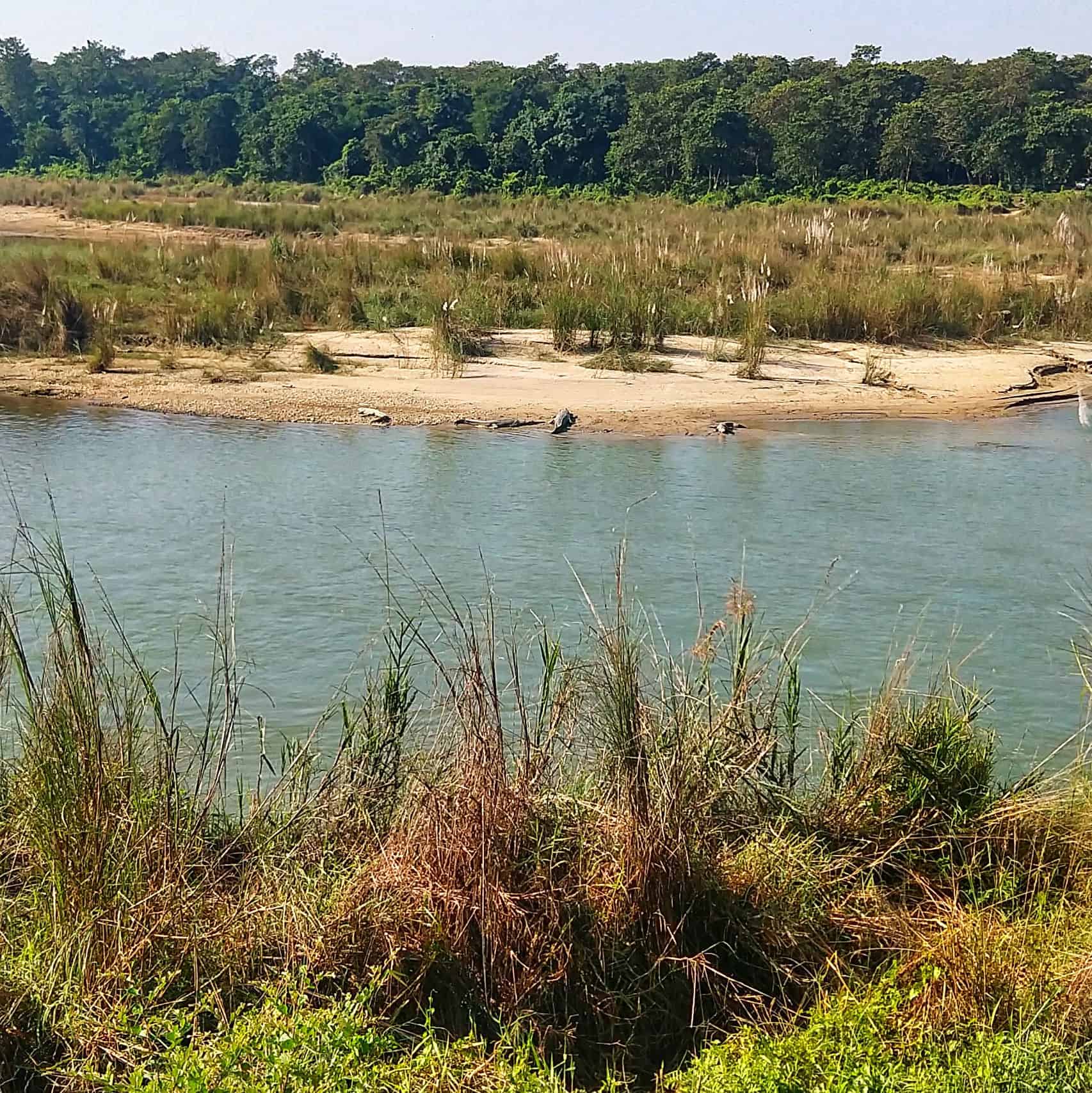wild crocodiles sauraha nepal