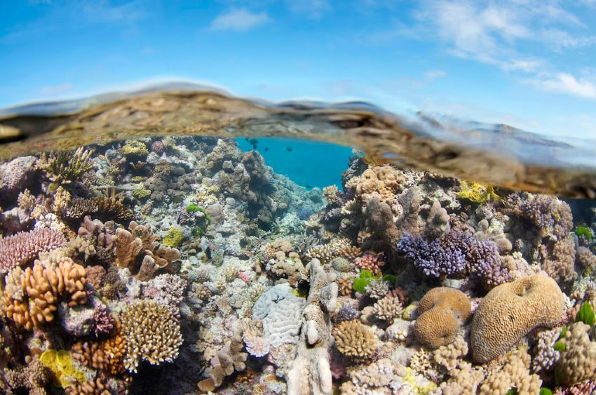 Port Douglas Diving Coral on the Great Barrier Reef