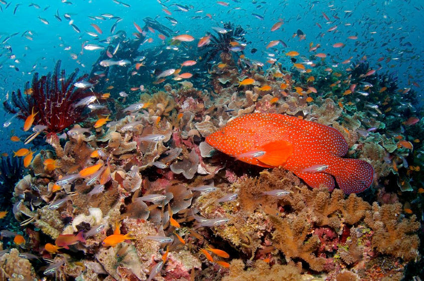 Port Douglas Diving Fish on the Great Barrier Reef