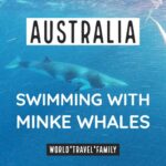 Swimming With Minke Whales Australia scuba diving swimming with whales
