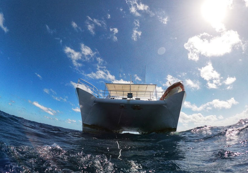 minke liveaboard trip swimming with whales