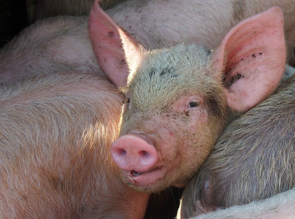 Pig Slaughter Romanian Christmas Tradition 