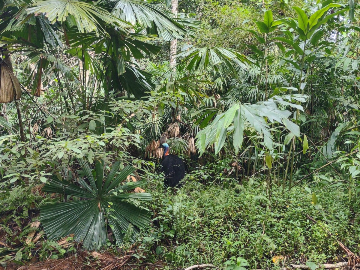 You can visit the Daintree Rainforest from Port Douglas or Cairndss after the storm